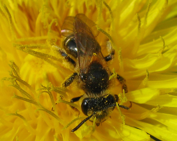 Andrena sp?